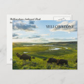Yellowstone National Park Postcard ポストカード (正面/裏面)