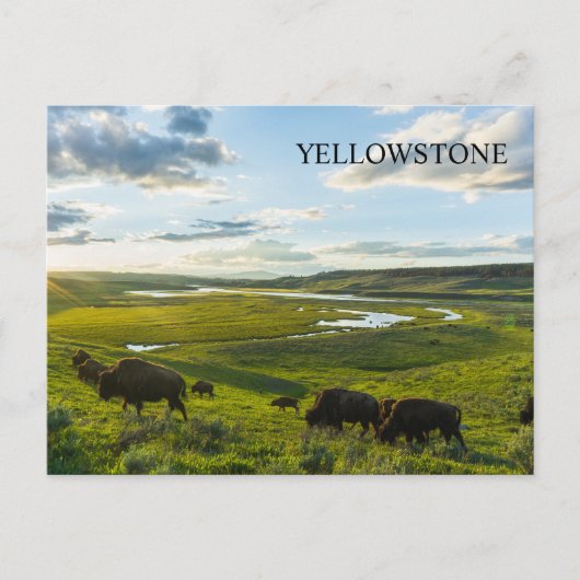 Yellowstone National Park Postcard ポストカード (正面)