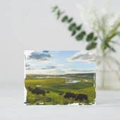 Yellowstone National Park Postcard ポストカード (スタンド正面)