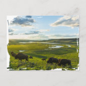 Yellowstone National Park Postcard ポストカード (正面)