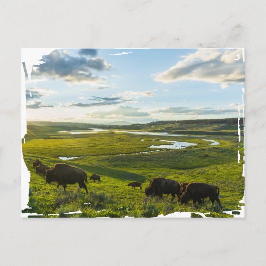 Yellowstone National Park Postcard ポストカード (正面)