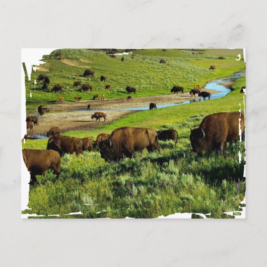 Yellowstone National Park Postcard ポストカード (正面)