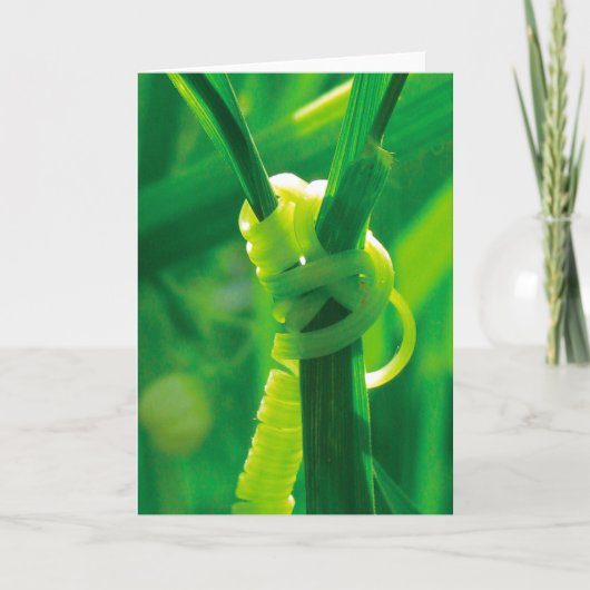 Yesできる！ロージーザリベターテンドリルつる植物 カード (正面)