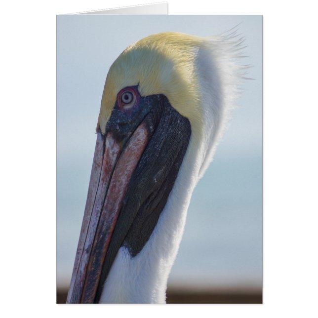 Yesイゴージャス (正面)