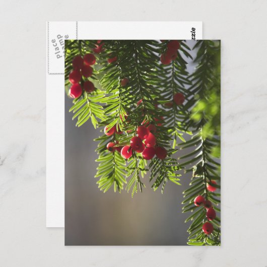 Yew berries ポストカード (正面/裏面)
