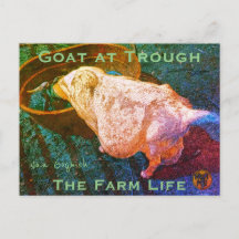 YNOTME VAN GOGHISH GOAT AT TROUGH2a