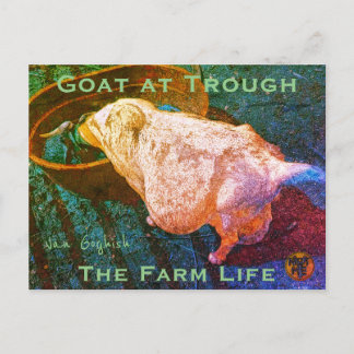YNOTME VAN GOGHISH GOAT AT TROUGH2a ポストカード