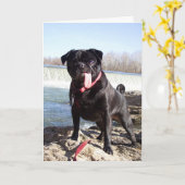 Yogi the Pug Greeting Card-おめでとう カード (黄色い花)