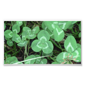 Yolly Bolly California Flora Plants Botany Biota フォトプリント