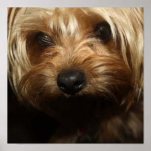Yorkie ポスター