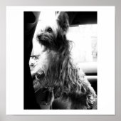 Yorkie ポスター (正面)