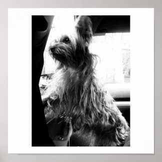 Yorkie ポスター