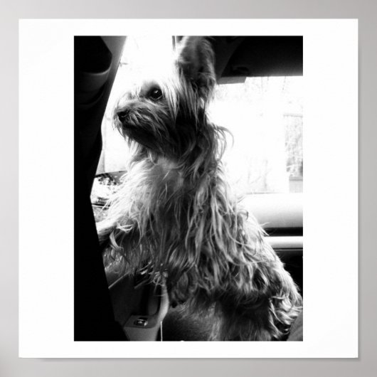 Yorkie ポスター (正面)