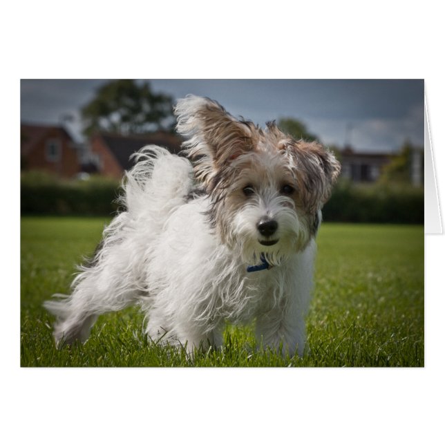 Yorkiepoo (正面横)