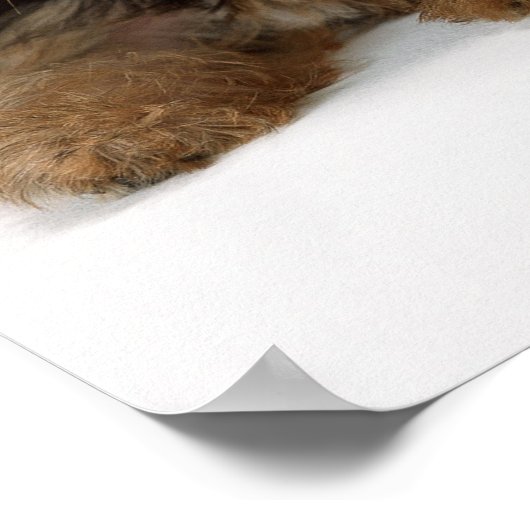 Yorkshire Terrier ポスター (角)