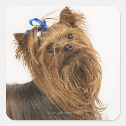 Yorkshire Terrier /ヨークシャーテリア。活発な種類の~ スクエアシール (正面)