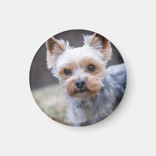 Yorkshire terrier, Dog, Pet マグネット (正面)