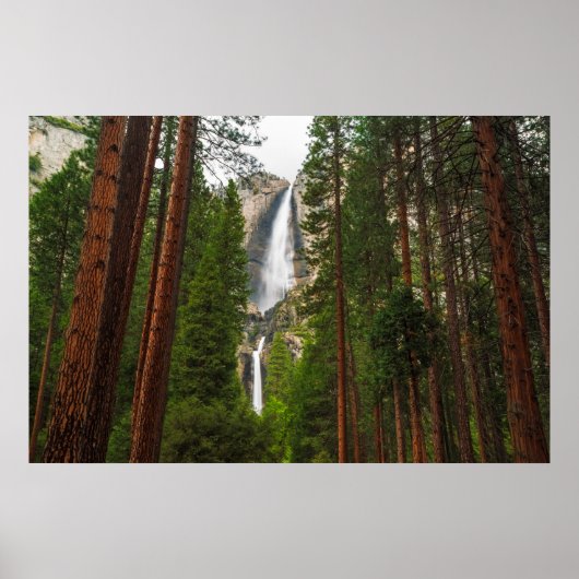 Yosemite Falls through the Forest ポスター (正面)