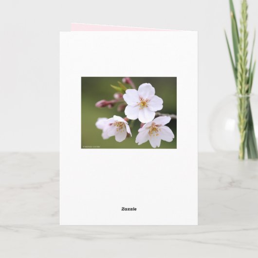 Yoshino Cherry カード (裏面)