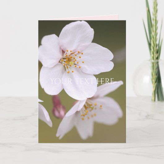 Yoshino Cherry カード (正面)