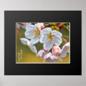 Yoshino Cherry ポスター (正面)