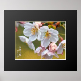 Yoshino Cherry ポスター