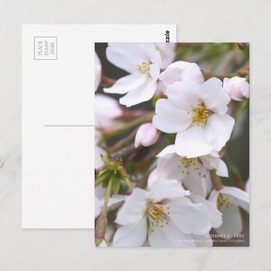 Yoshino Cherry ポストカード (正面/裏面)