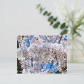 Yoshino Cherry ポストカード (スタンド正面)