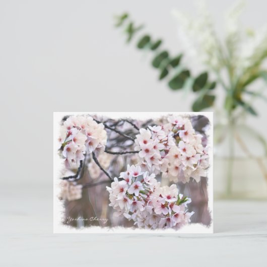 Yoshino Cherry ポストカード (スタンド正面)