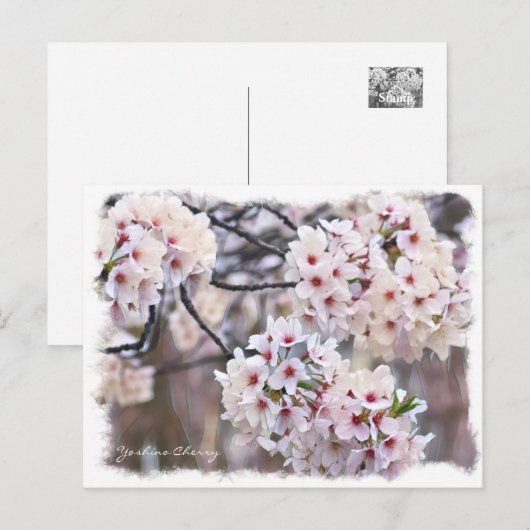 Yoshino Cherry ポストカード (正面/裏面)