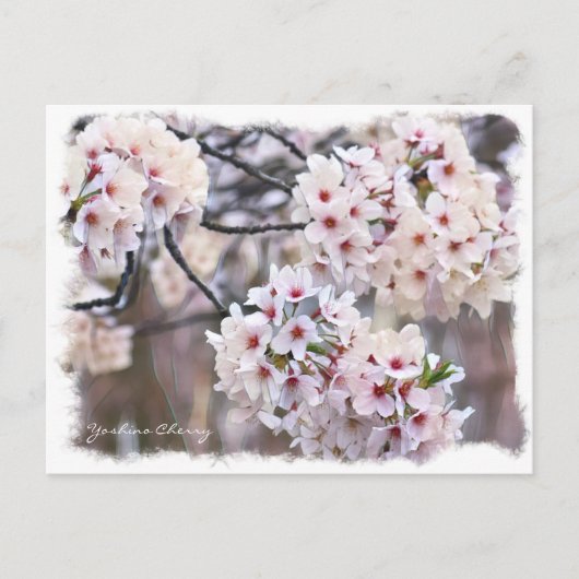 Yoshino Cherry ポストカード (正面)