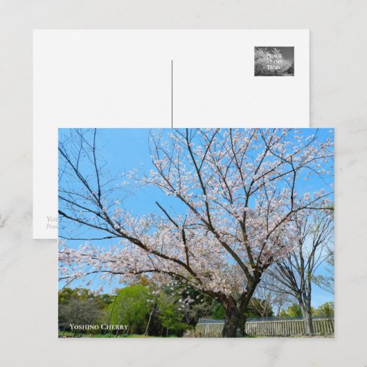 Yoshino Cherry ポストカード (正面/裏面)