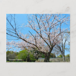 Yoshino Cherry ポストカード