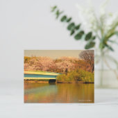 Yoshino Cherry ポストカード (スタンド正面)