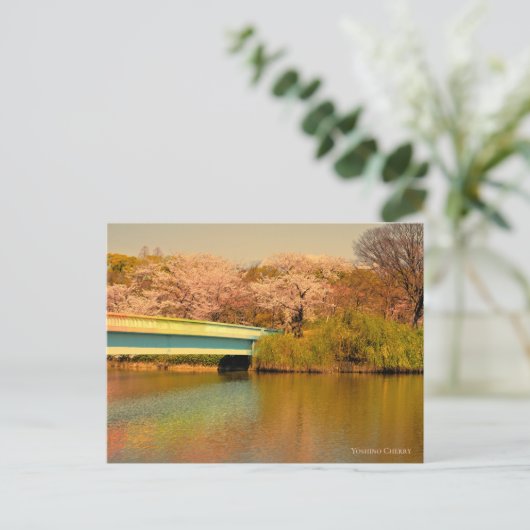 Yoshino Cherry ポストカード (スタンド正面)