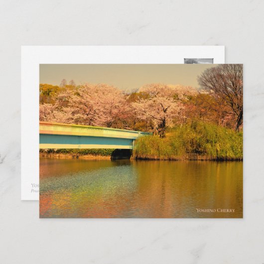 Yoshino Cherry ポストカード (正面/裏面)