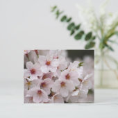 Yoshino Cherry ポストカード (スタンド正面)