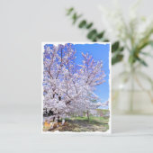 Yoshino Cherry ポストカード (スタンド正面)