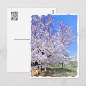 Yoshino Cherry ポストカード (正面/裏面)
