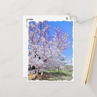 Yoshino Cherry ポストカード