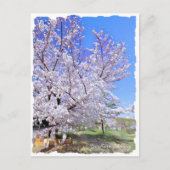 Yoshino Cherry ポストカード (正面)