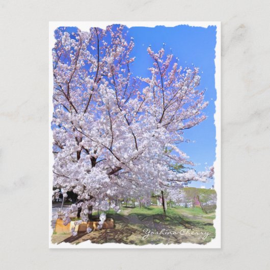 Yoshino Cherry ポストカード (正面)
