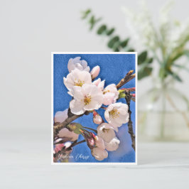 Yoshino Cherry ポストカード