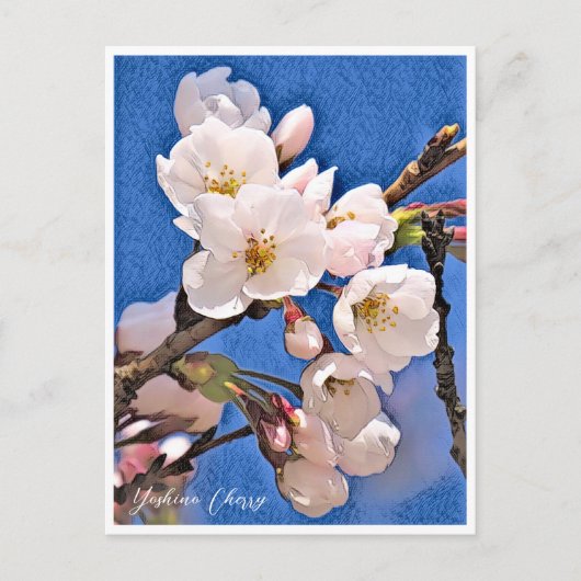 Yoshino Cherry ポストカード (正面)