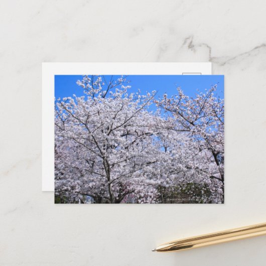 Yoshino Cherry ポストカード (正面/裏面インサイチュ)