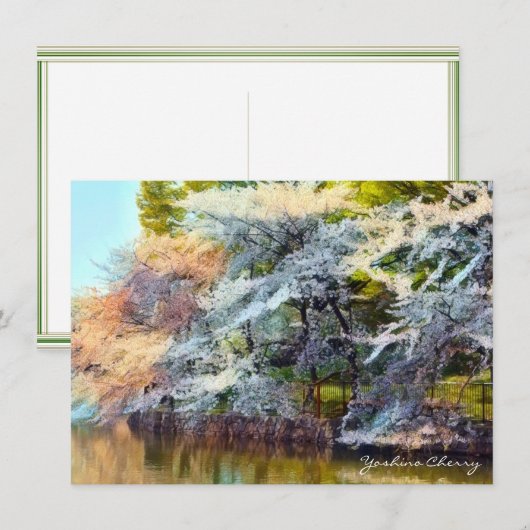 Yoshino Cherry: Flat Card カード (正面/裏面)