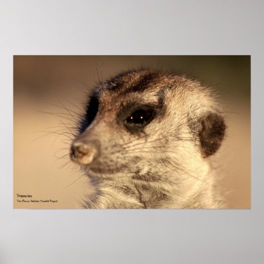 Yossarian Poster - Whiskers 王室の Collection ポスター (正面)