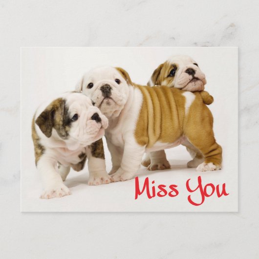 You 恋しく思  Bulldog Pupy Dogはがき ポストカード (正面)