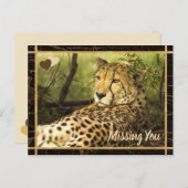 You 恋しく思 Cheetah写真の画像 ポストカード (正面/裏面)