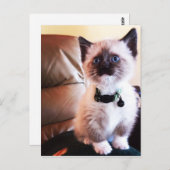 You 恋しく思 Fuzzy Adorable Siamese子猫写真 ポストカード (正面/裏面)